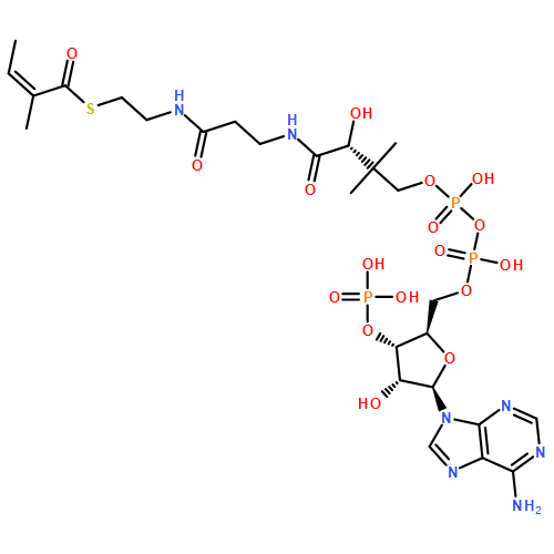 Coenzyme A, S-[(2Z)-2-methyl-2-butenoate]